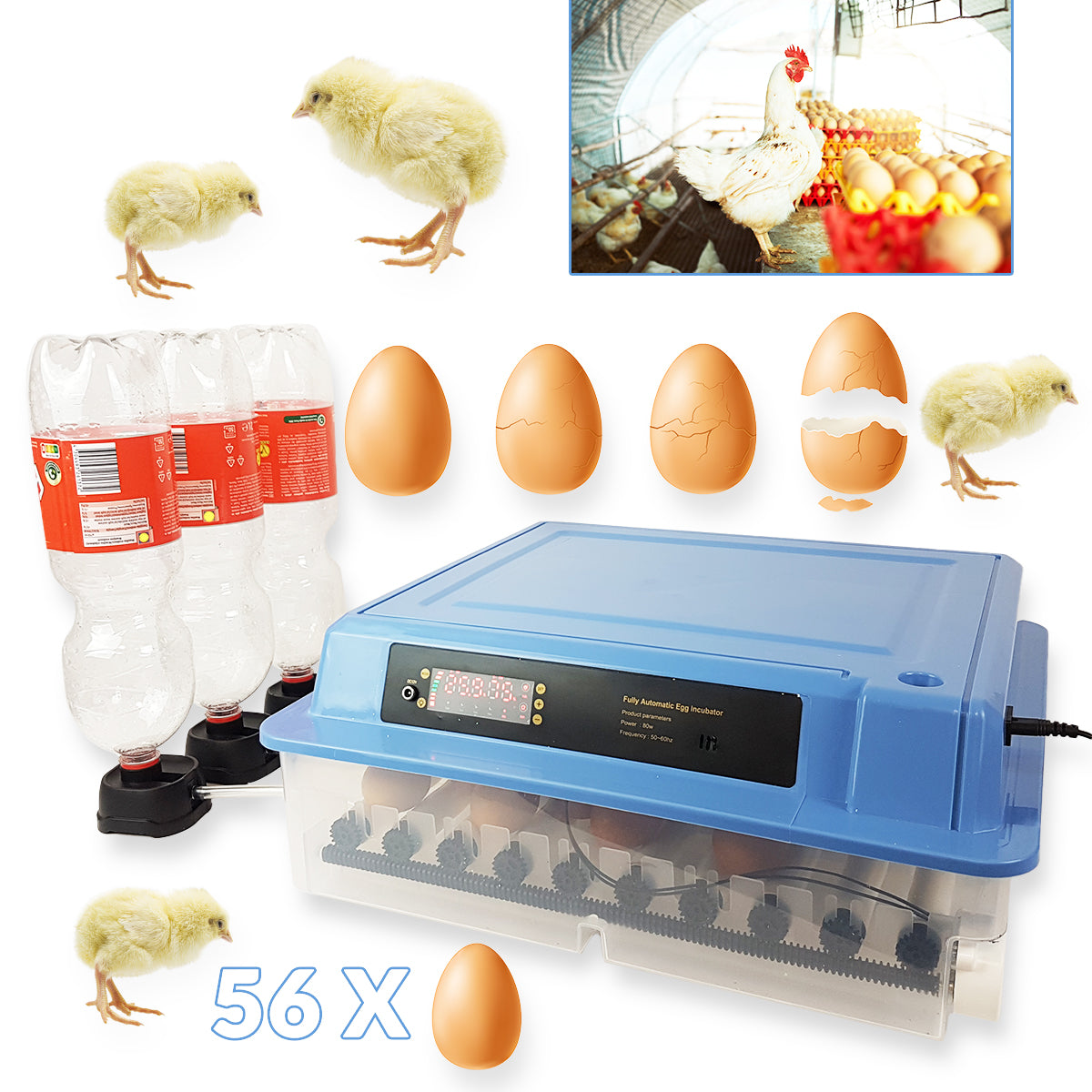 Incubator for 56 eggs with humidity and temperature control